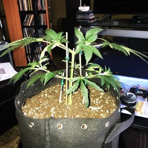 Grape Ape clone 4-16-22 D25.jpg