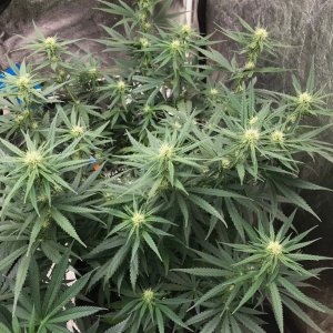 Black Domina 4-17-22 Flip 21.jpg