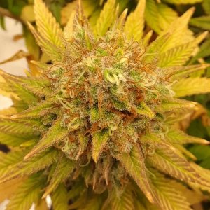 Doug's Varin 17 Apl 2022 Pistils.jpg