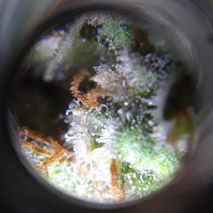 Doug's Varin 17 Apl 2022 Trichs 1.jpg