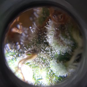 Doug's Varin 18 Apl 2022 Trichs.jpg