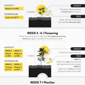 Autoflowers-Complete-Growing-Guide-Image-768x2987.jpg