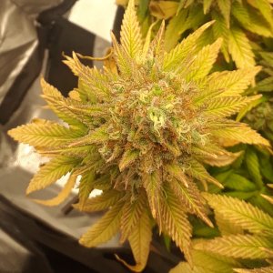 Doug's Varin 19 Apl 2022 Pistils.jpg