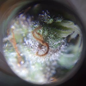 Doug's Varin 19 Apl 2022 Trichs 1.jpg