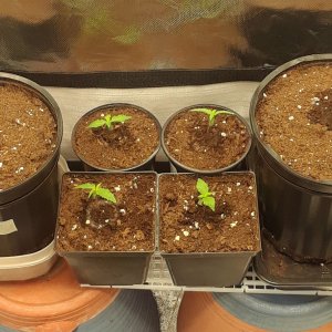 Space Grow 19 April 2022.jpg