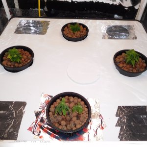 VK Day 15 veg (1).JPG