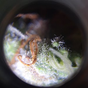 Doug's Varin 20 Apl 2022 Trichs.jpg