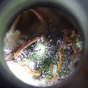 Doug's Varin 20 Apl 2022 Trichs 1.jpg