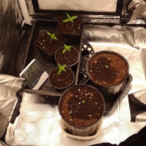 Space Grow 21 April 2022.jpg