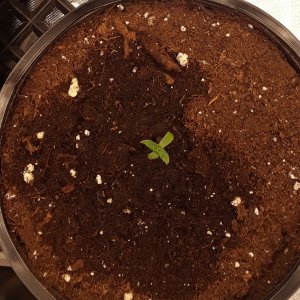 Space Grow 21 April 2022 Donatra.jpg