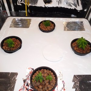 VK Day 17 veg.JPG