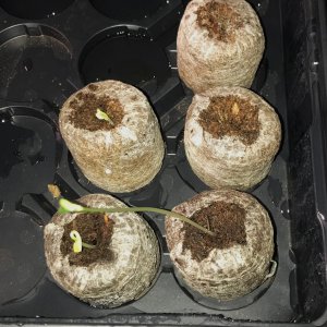 Coleus babies 4-22-22.jpg