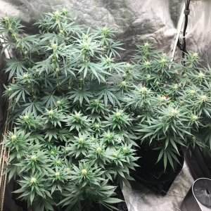 Express Grow 4-22-22 Flip 26.jpg