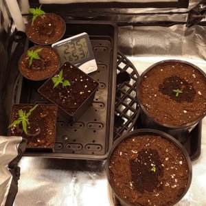 Space Grow 22 April 2022 .jpg