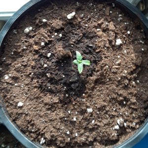 Space Grow 22 April 2022 Donatra.jpg