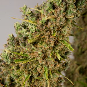 Gelato bud three 22 Apr.jpg