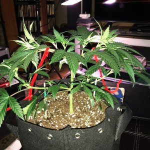 GA Clone 4-23-22 Day 32.jpg