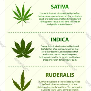 types-weed-vertical-infographic-vector-27156483.jpg