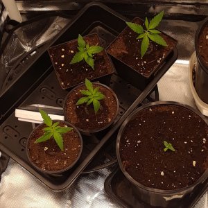 Space Grow 23 April 2022.jpg