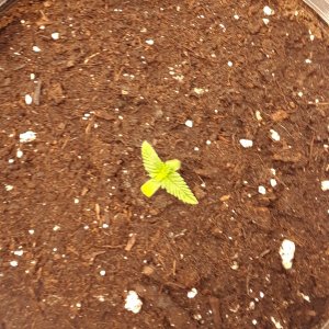 Space Grow 23 April 2022 Donatra.jpg