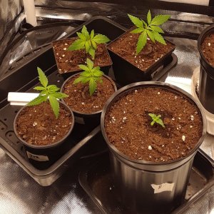 Space Grow 24 April 2022.jpg