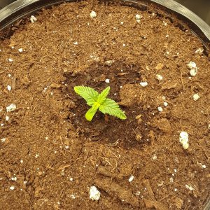 Space Grow 24 April 2022 Donatra.jpg