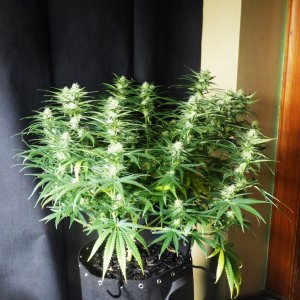 Blk Domina 4-27-22 F31.JPG