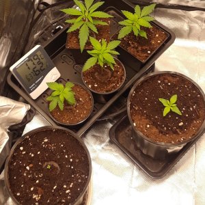 Space Grow 27 April 2022.jpg