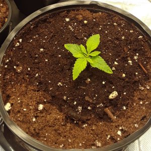 Space Grow 27 April 2022 Donatra.jpg