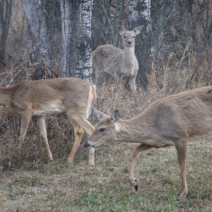 Three deer 29 Apr.jpg