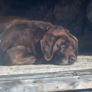 Ruby in the wood shed.jpg