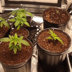 Space Grow 30 April 2022.jpg