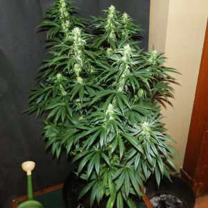 Grape Ape 5-2-22 F35.JPG