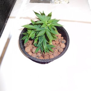 VK Day 26 veg (2).JPG