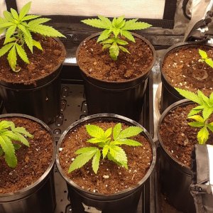 Space Grow 02 May 2022.jpg