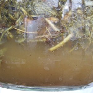 fermented dandelion 2.jpg