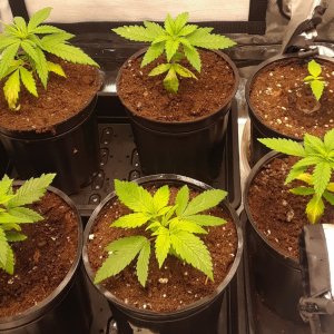 Space Grow 03 May 2022.jpg