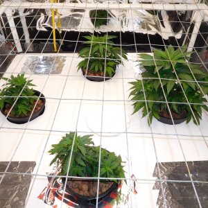 VK Day 29 Veg (1).JPG