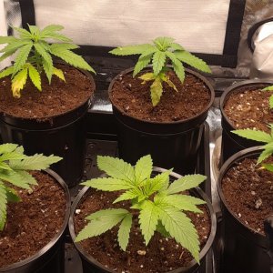 Space Grow 04 May 2020.jpg