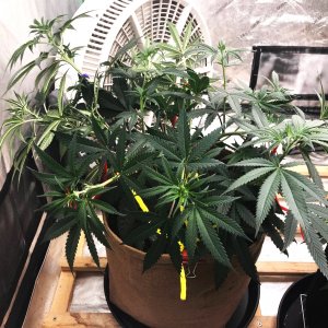 GA clone 5-7-22 F7.jpg