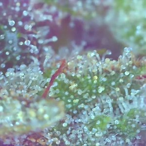 PE2 Trichomes-a.jpeg