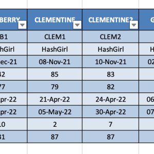 BB, Clem & Gelato Results.jpg