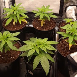 Space Grow 07 May 2022.jpg