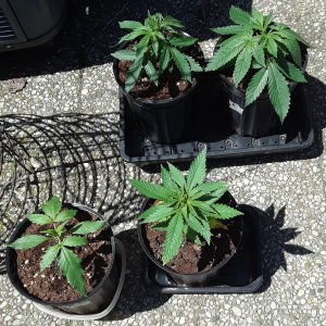 Space Grow 08 May 2022.jpg