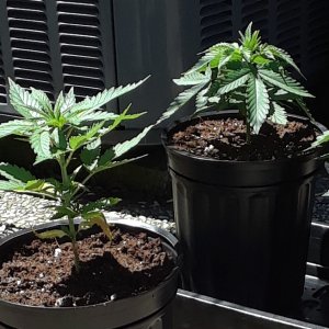 Space Grow 08 May 2022 1.jpg