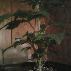 plant #1