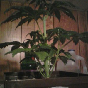 plant #2