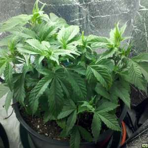 FRG - Marge Transplanted