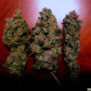 Grapegod, OG Kush, & Mutant LAW