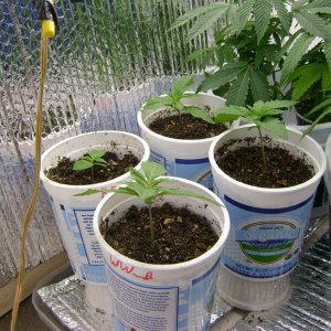 Seedlings